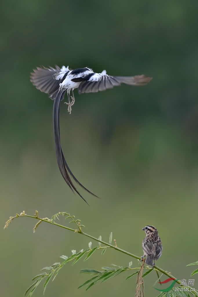 针尾维达雀针尾维达鸟pintailedwhydahviduamacroura求情舞