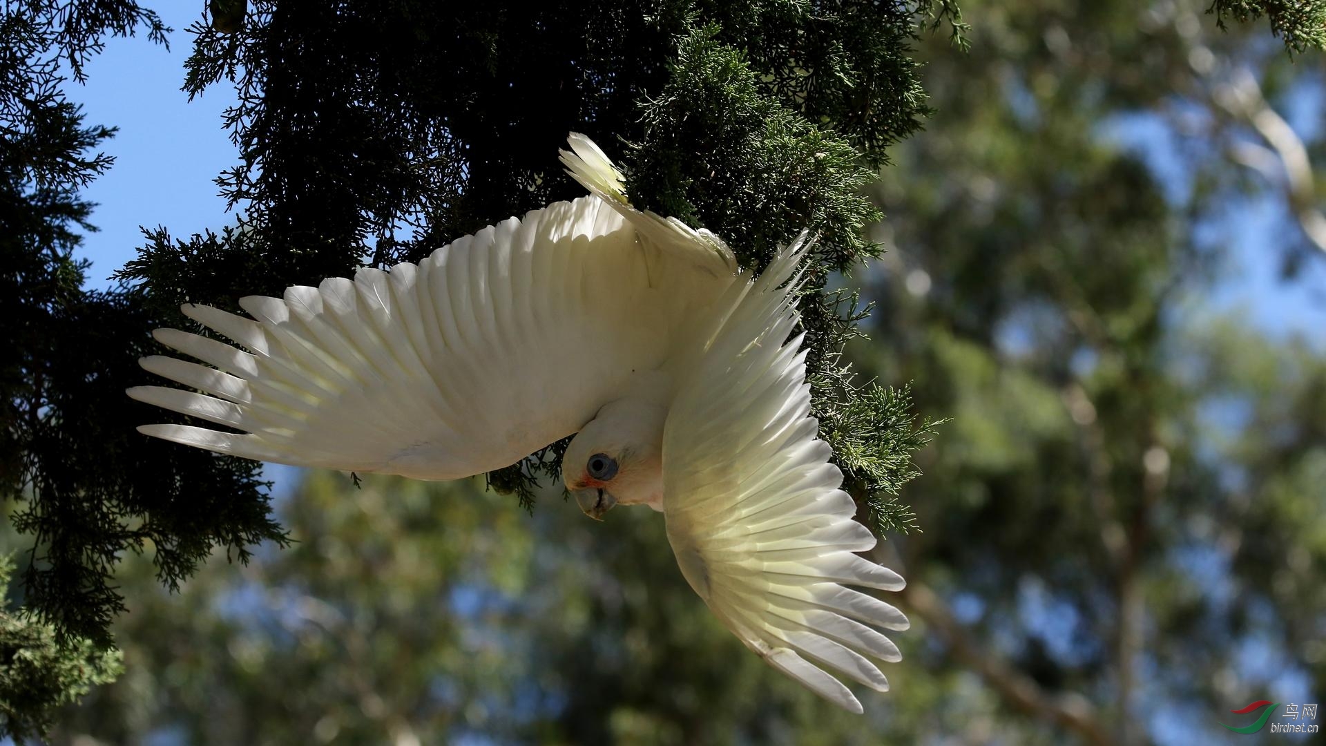 西长嘴凤头鹦鹉 (七) - 辽宁版 liaoning 鸟网