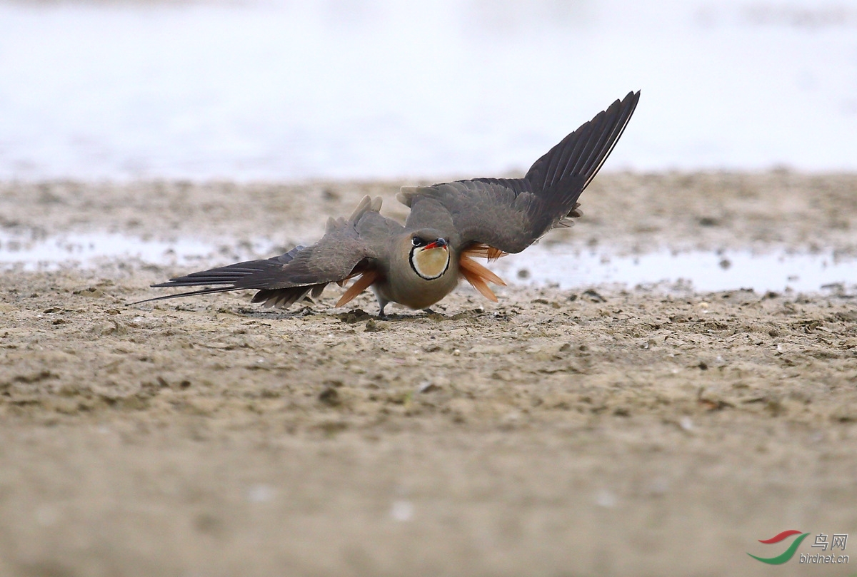 (普通燕鸻)领燕鸻--《获鸟网首页精华》3