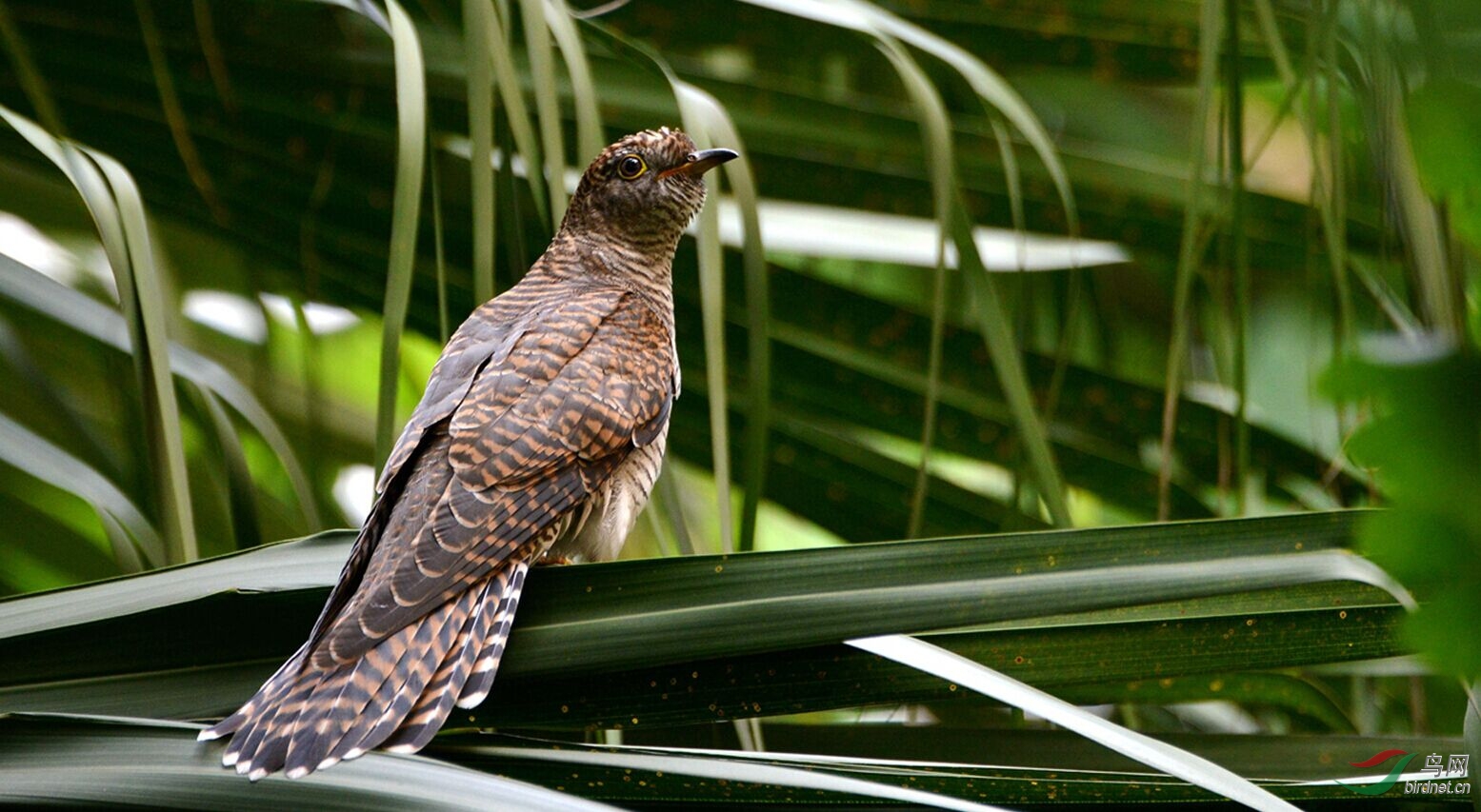 拍到喊豌豆饱嗝的布谷鸟了