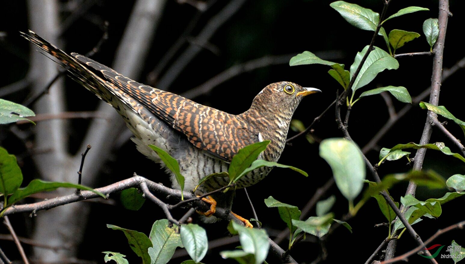 拍到喊豌豆饱嗝的布谷鸟了