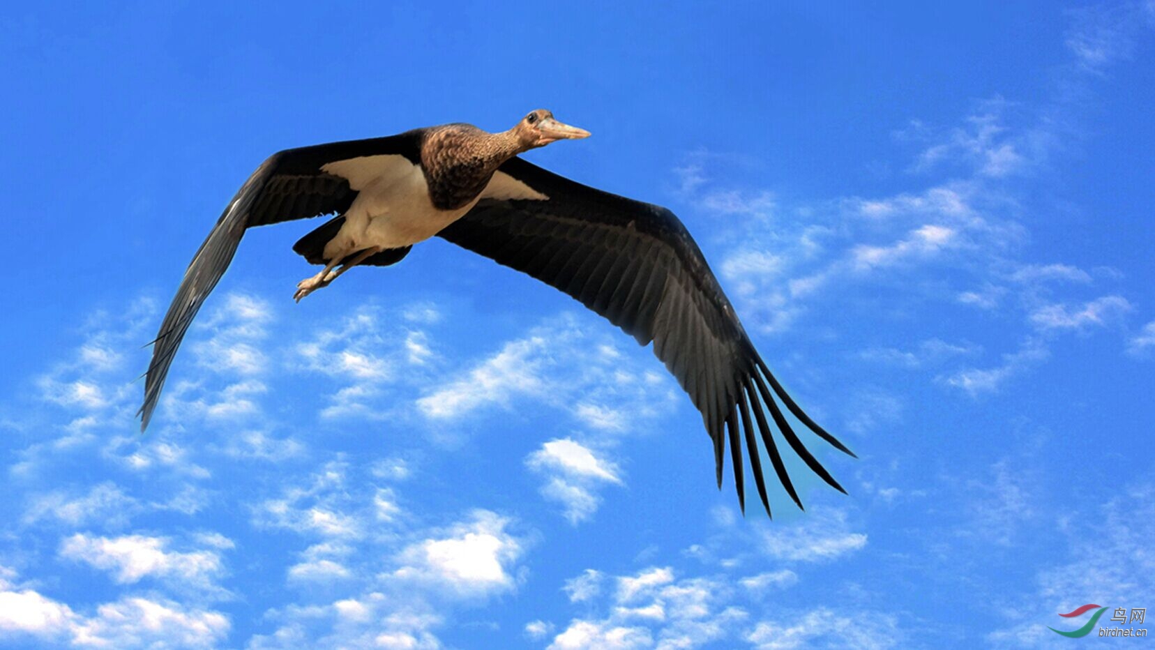 飞羽翱翔彩云间