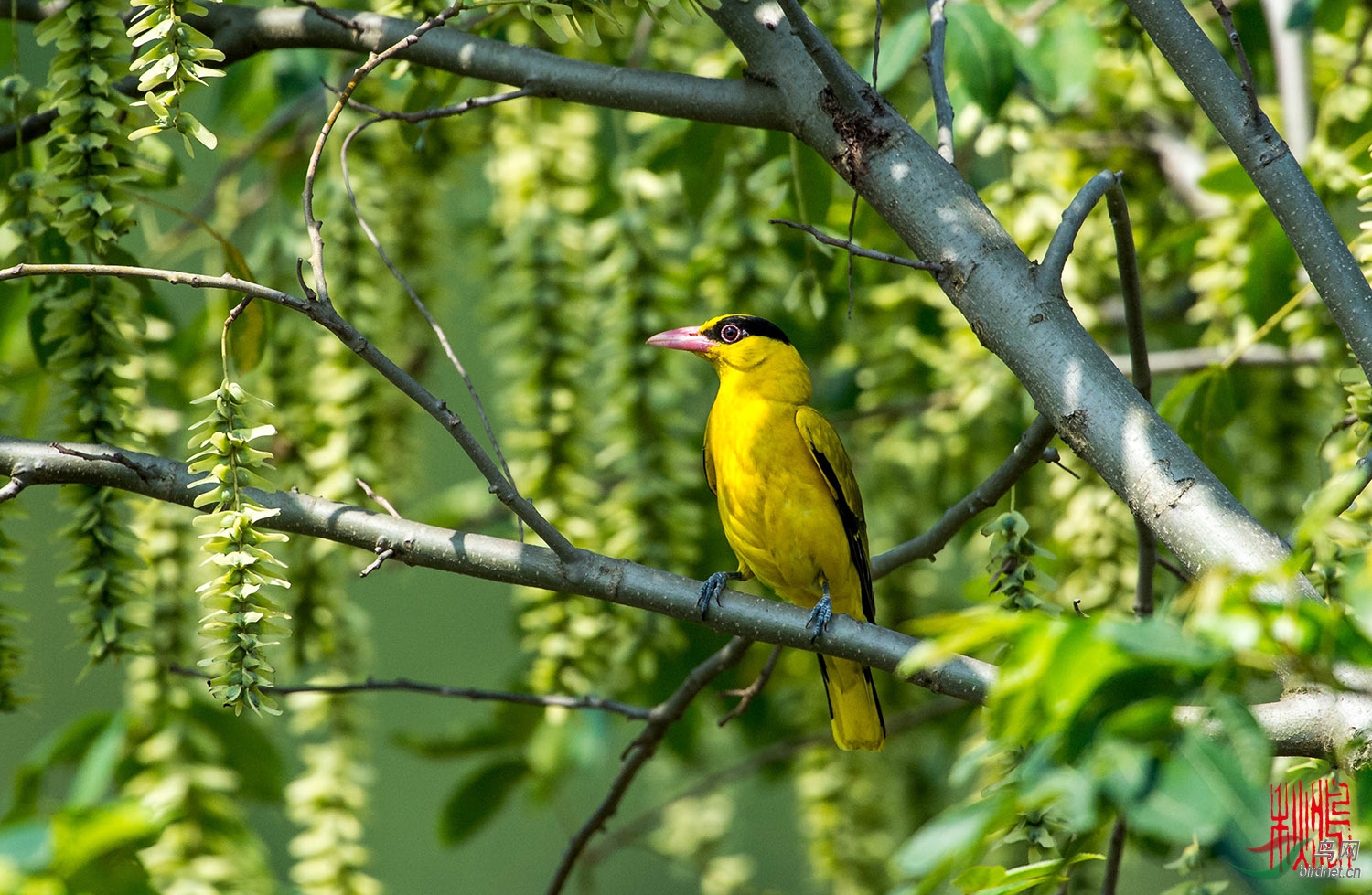 黑枕黄鹂啼鸣时