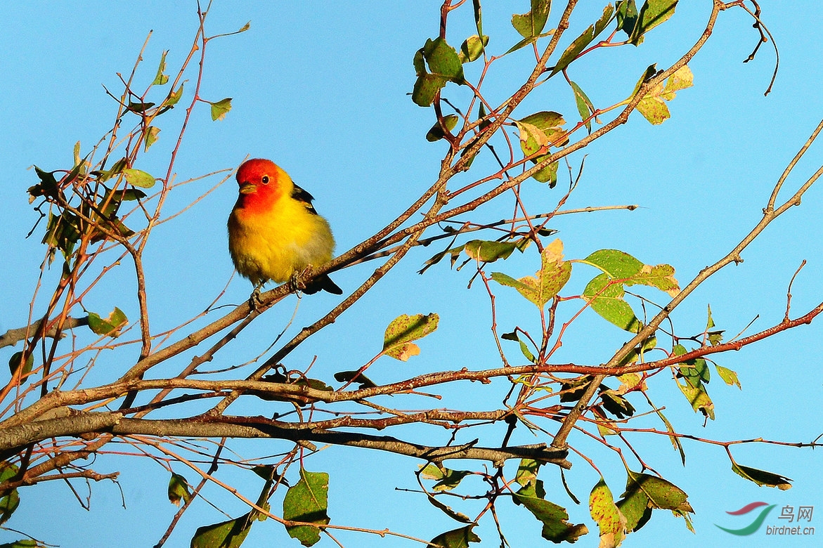 黄腹比蓝雀雄雌