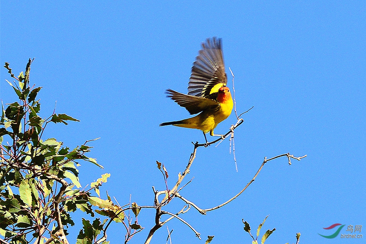 黄腹比蓝雀雄雌