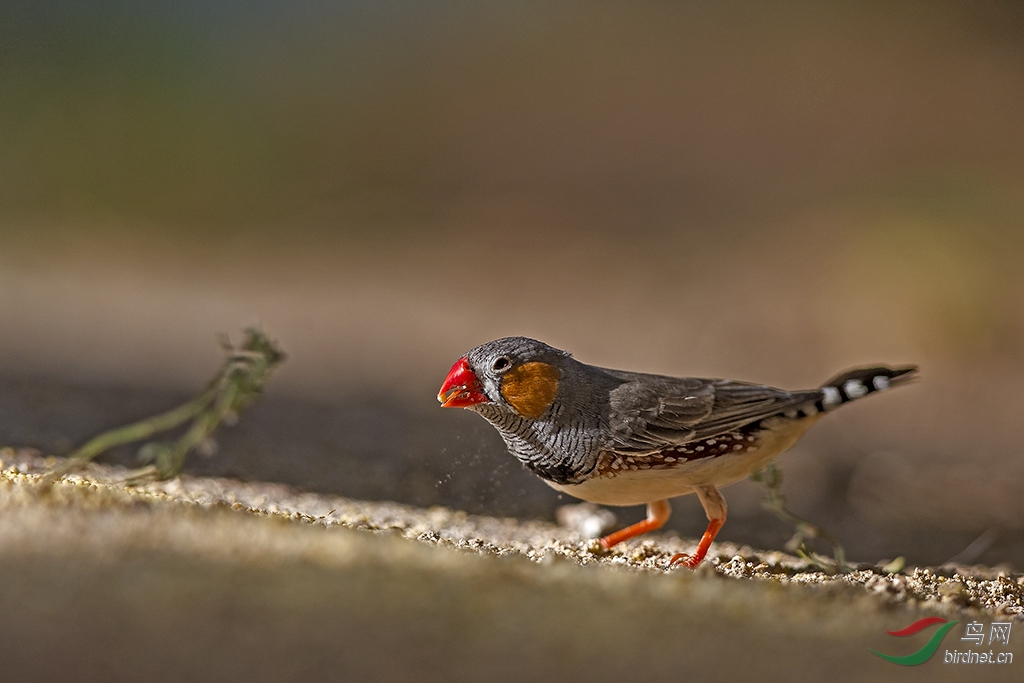 呆萌的斑胸草雀