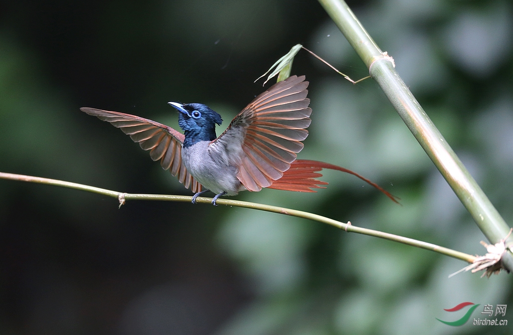 枝头绽放小凤凰