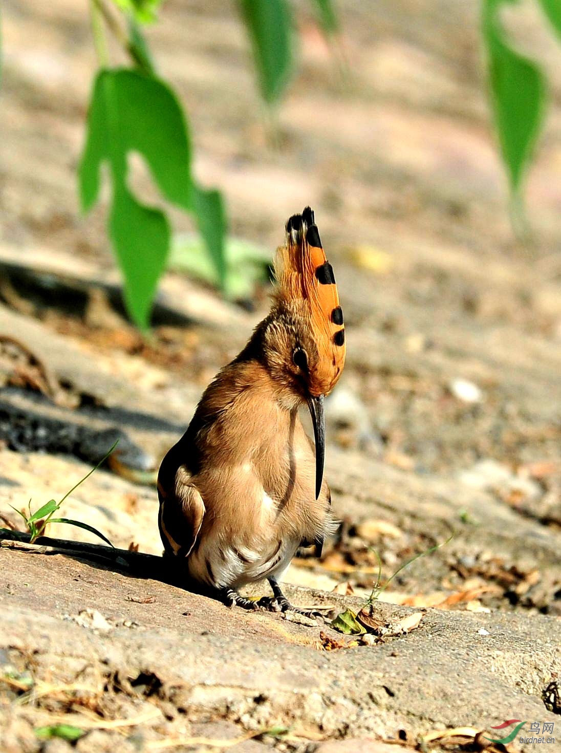 戴胜鸟的小动作