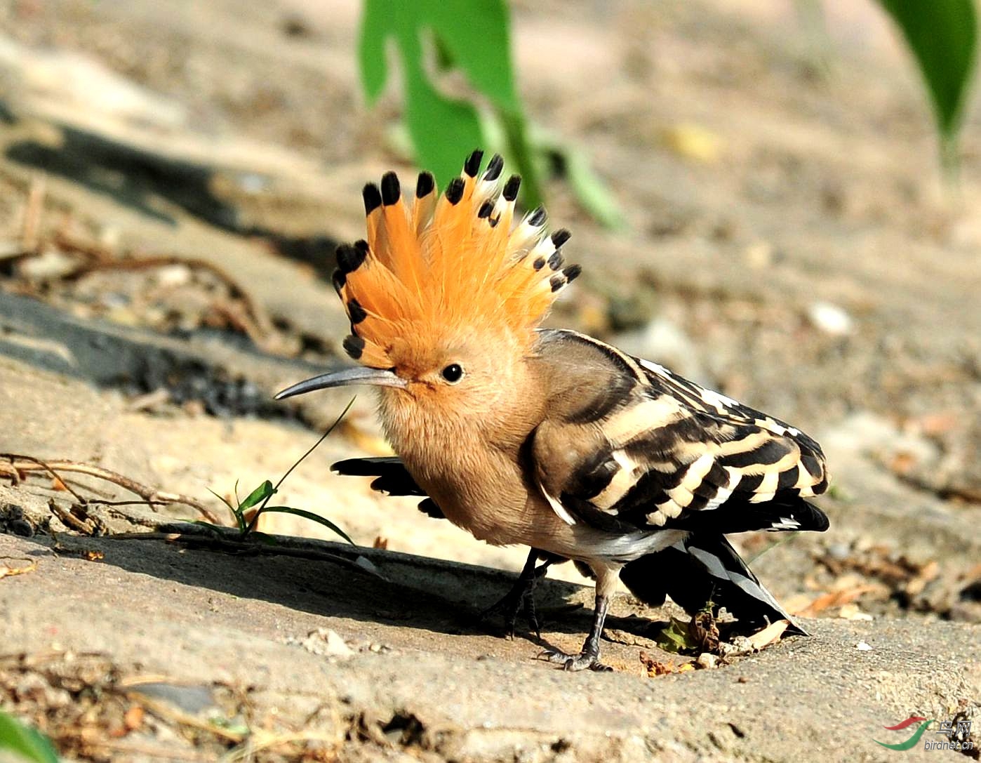 戴胜鸟的小动作