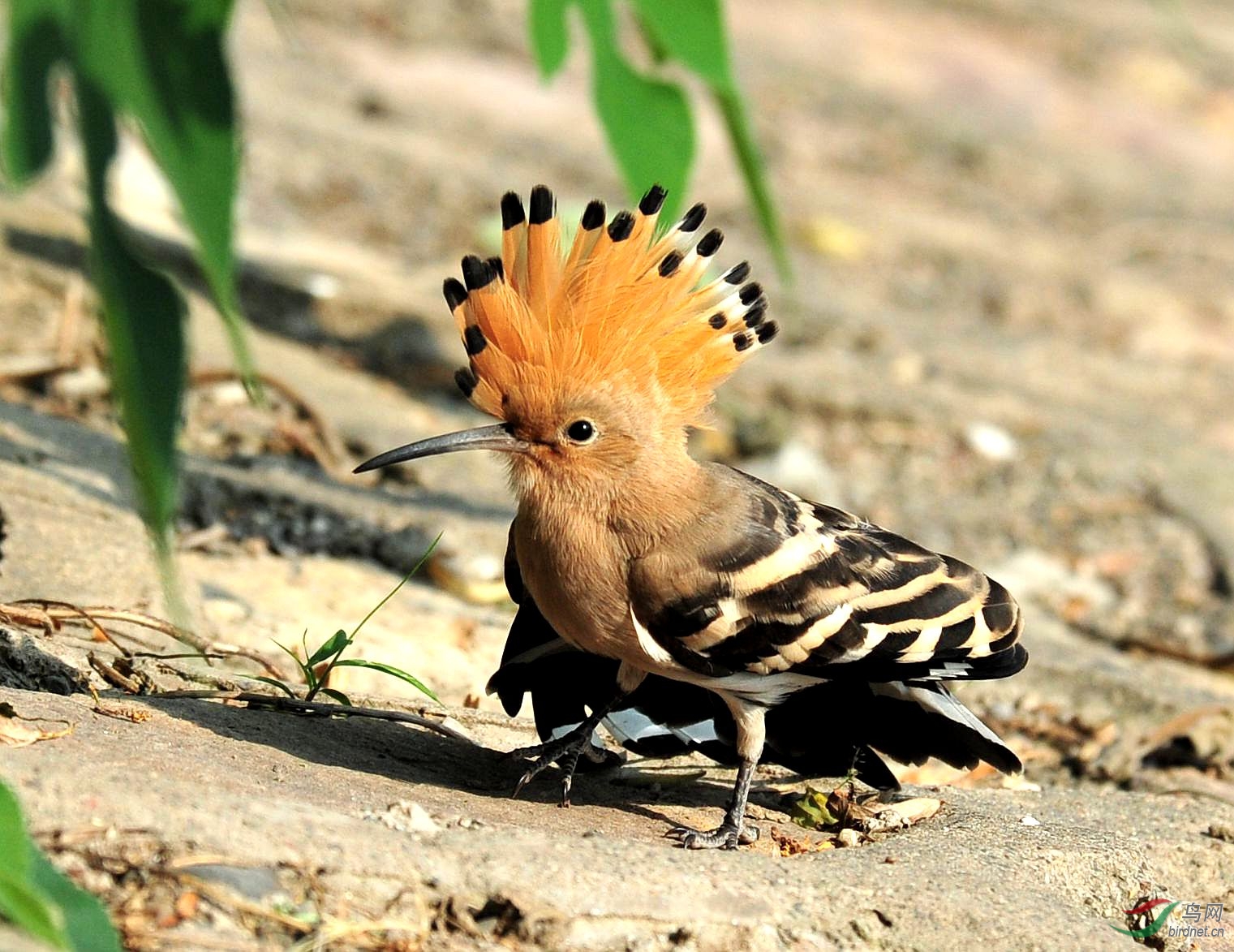 戴胜鸟的小动作