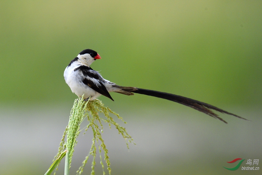 针尾维达雀舞者针尾维达鸟