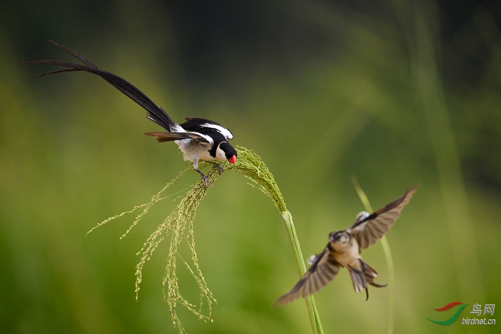 针尾维达雀舞者针尾维达鸟