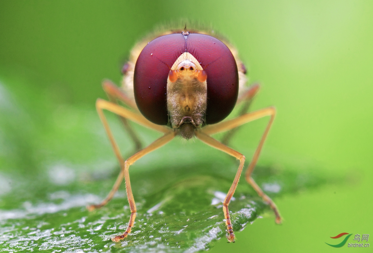 黑纹食蚜蝇图片