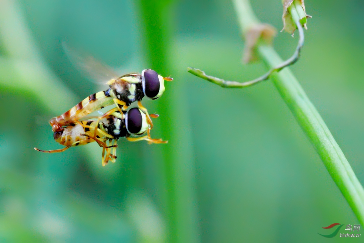黑纹食蚜蝇图片