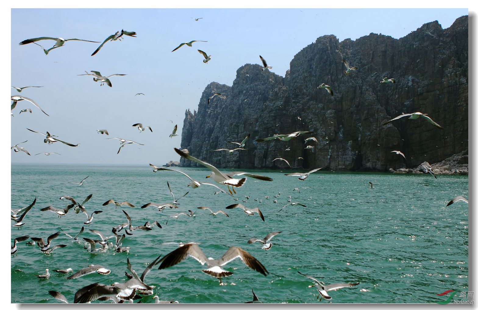 蓬莱长岛《万鸟岛》二