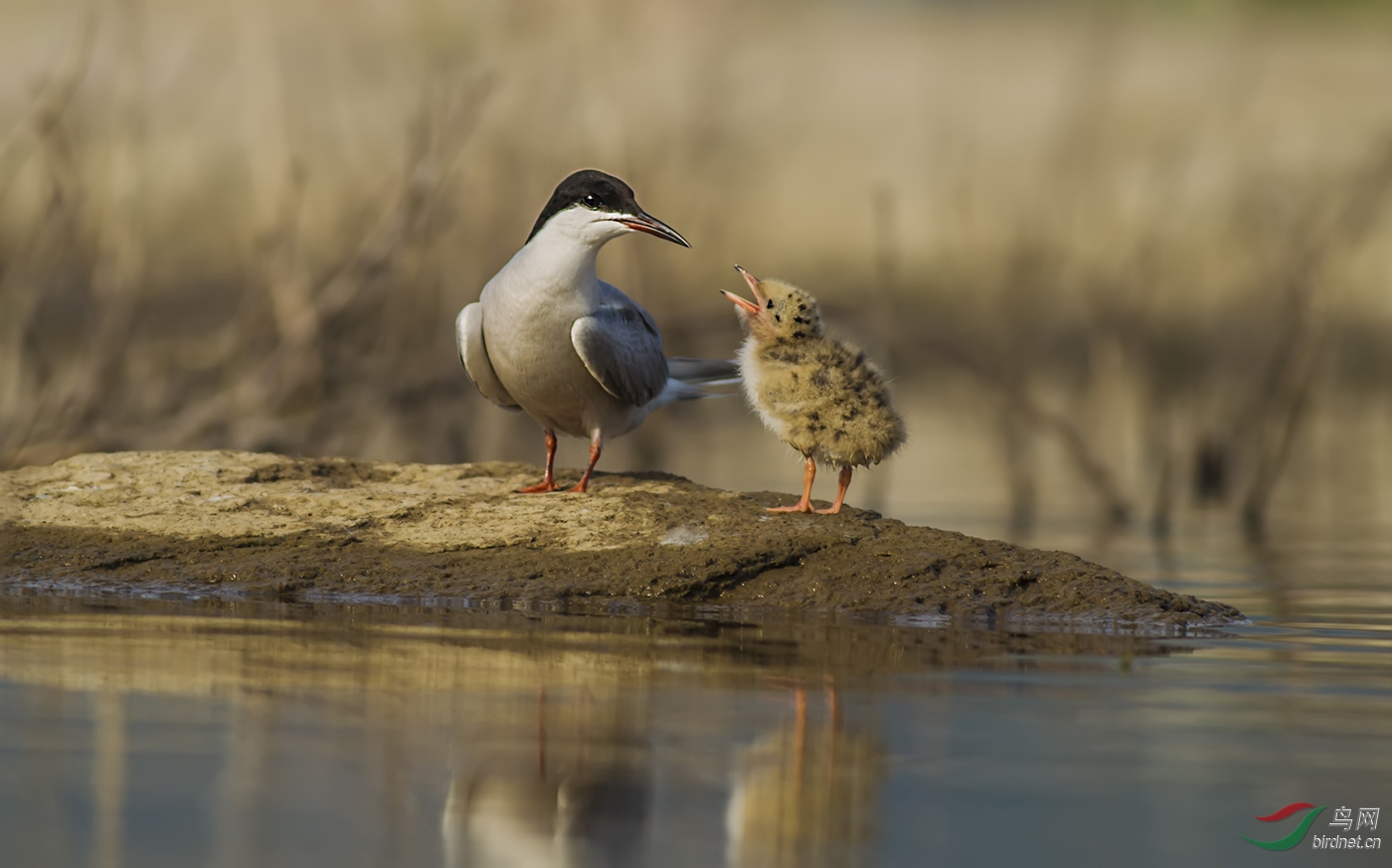 燕鸥和它的宝宝