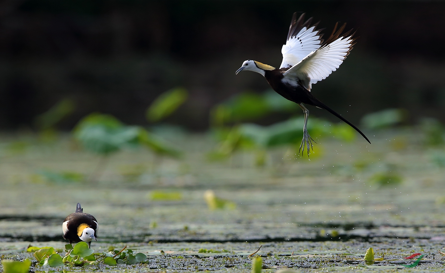 (水雉)凤凰传奇