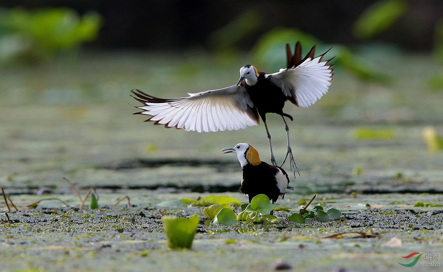 (水雉)凤凰传奇