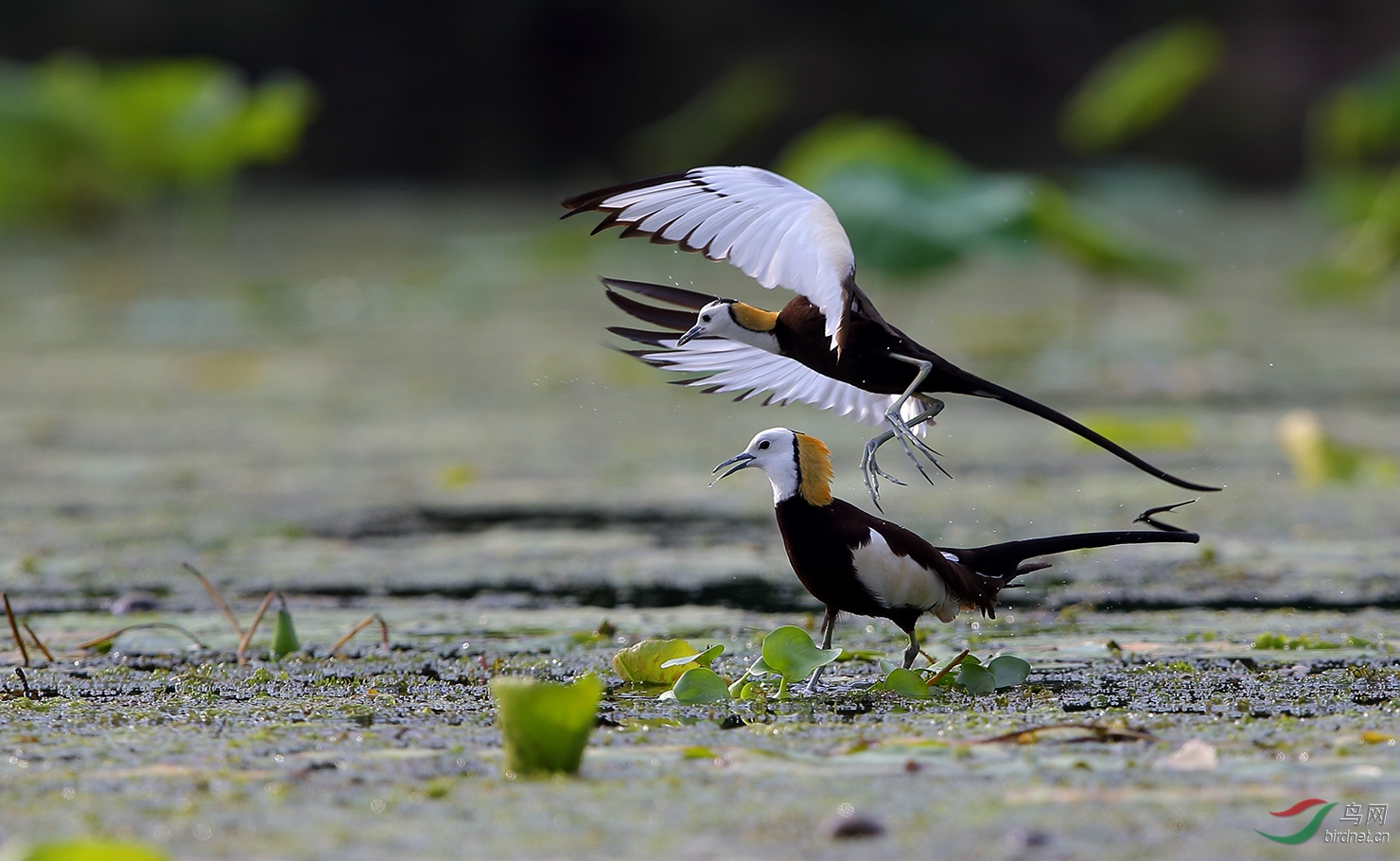 (水雉)凤凰传奇