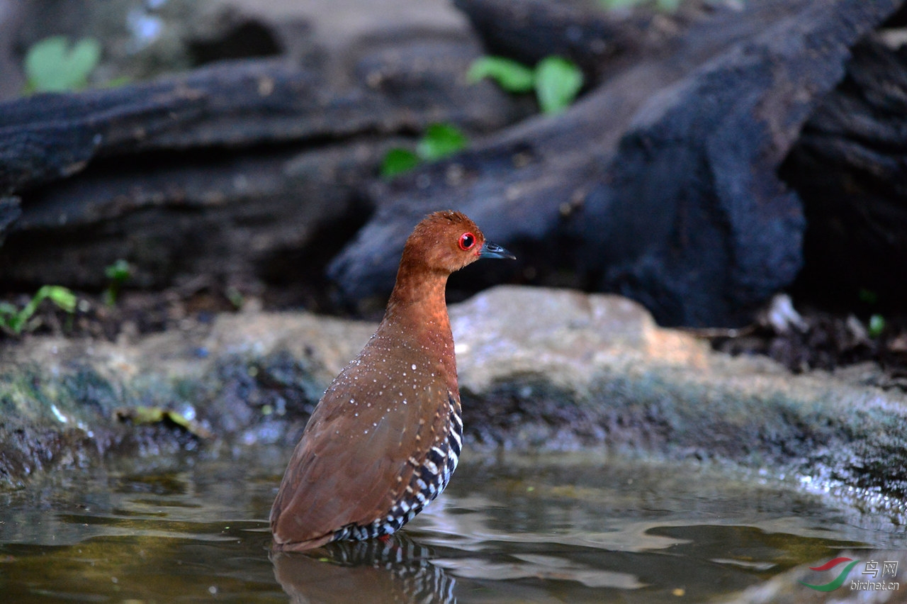 红腿斑秧鸡