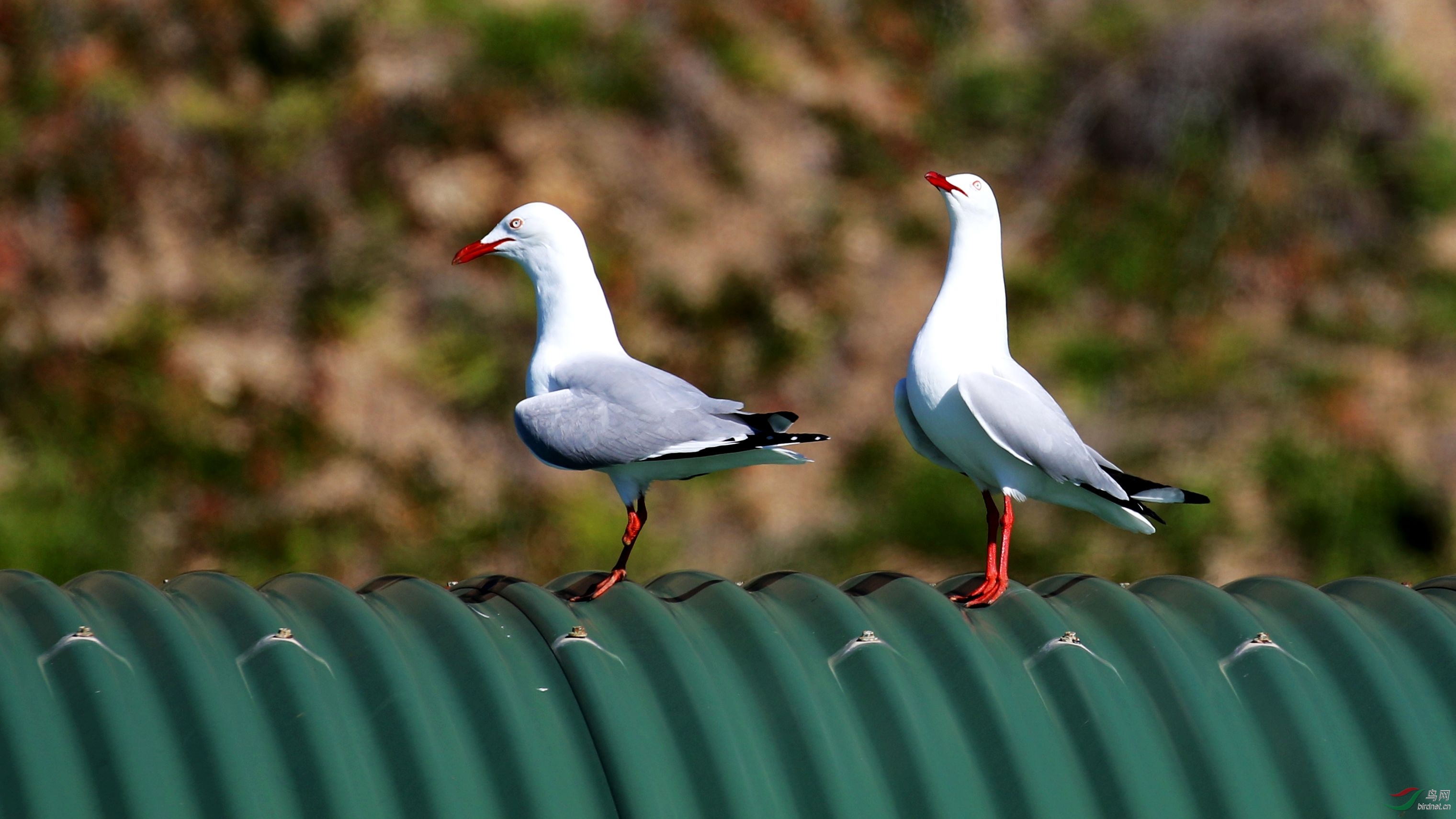 新西兰红嘴鸥二