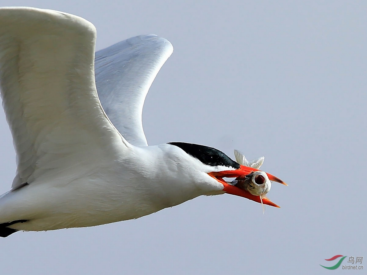 红嘴巨鸥的大餐(～～～首页精华帖～～～)