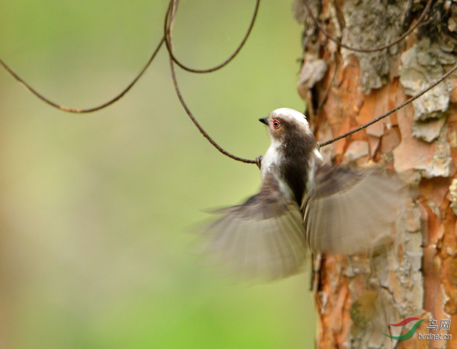 林中雏鸟--北长尾山雀