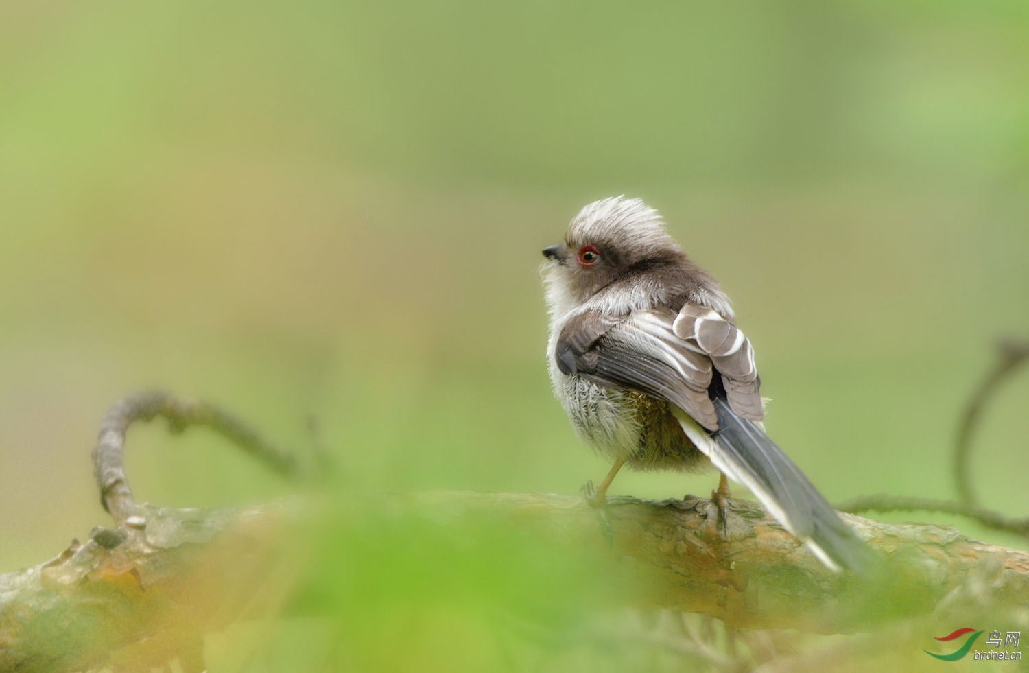 林中雏鸟--北长尾山雀
