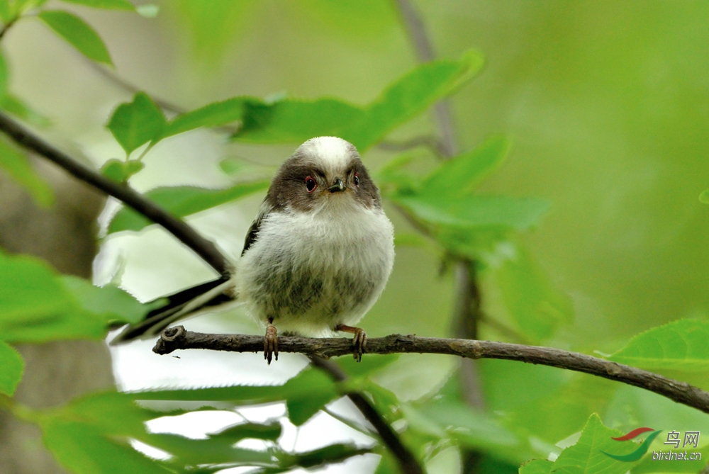 林中雏鸟--北长尾山雀