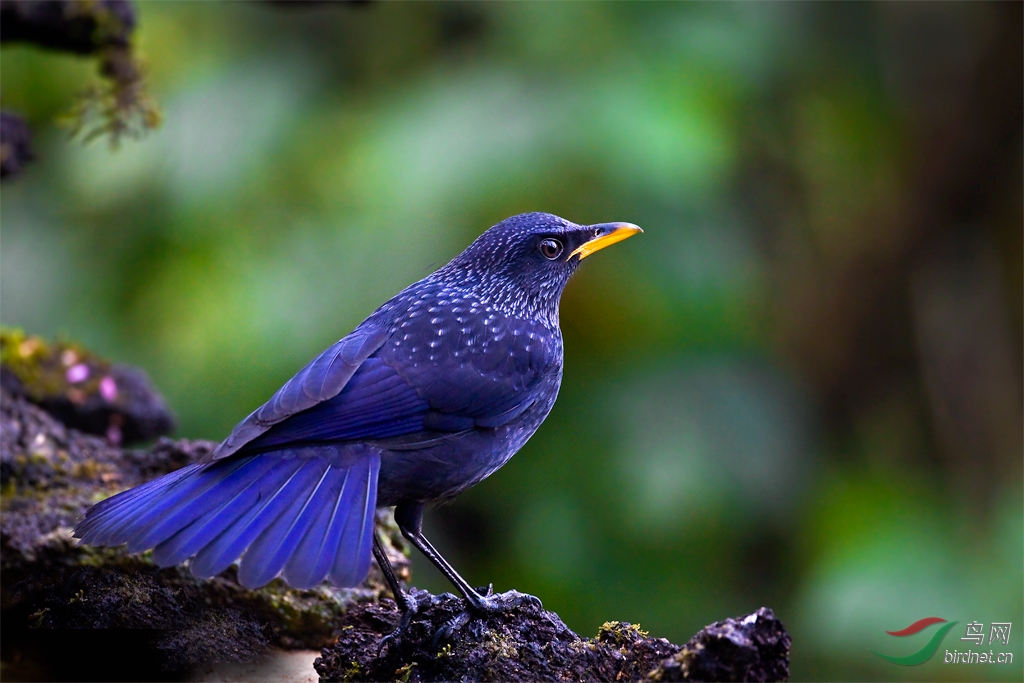(紫啸鸫)云南高黎贡山上的紫啸鸫-贺图1获首页精华帖