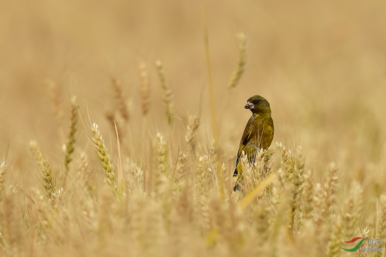 麻雀可以喂熟的大米吗 061728hhnr6o96w9rlhur7.jpg