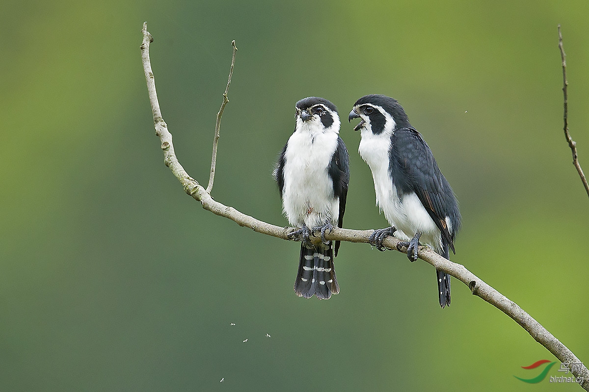 (白腿小隼)婺源的小隼(贺图二获得首页精华)