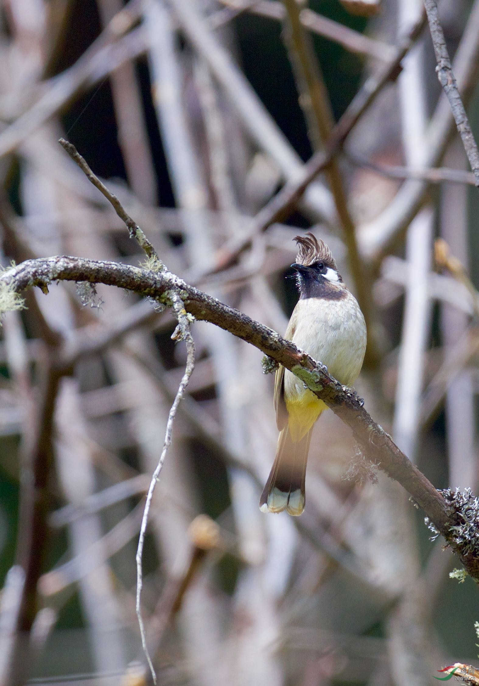 白颊鹎祝鸟网老师们周末快乐