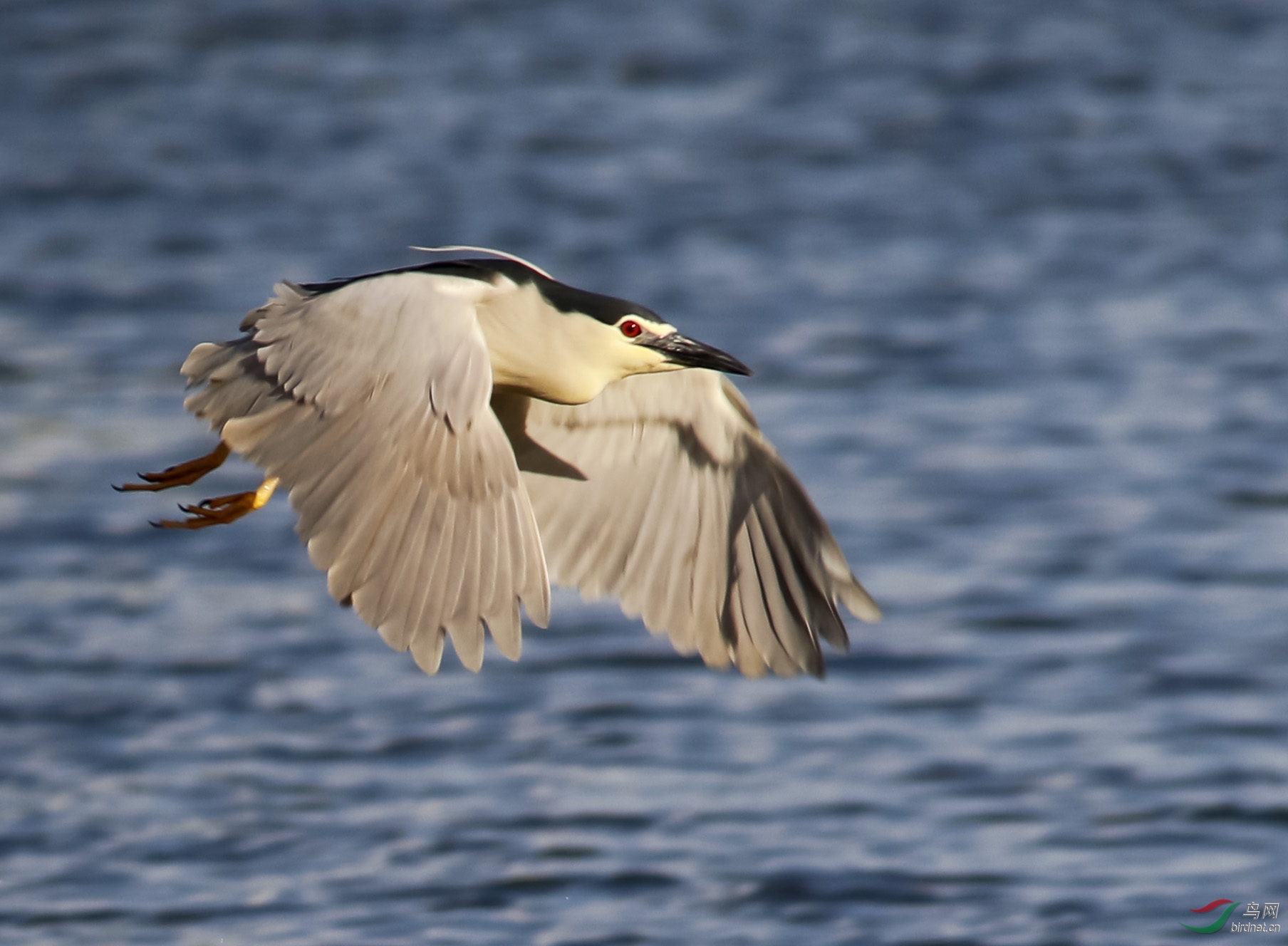 飞翔的夜鹭