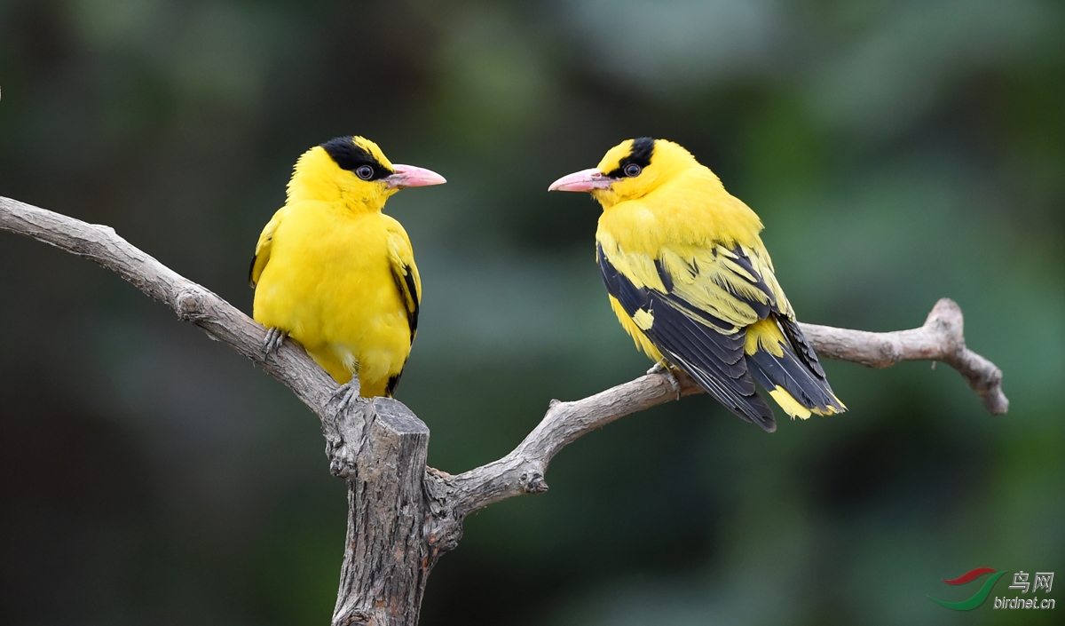 两只黄鹂鸣翠柳 - 河南版 henan 鸟网