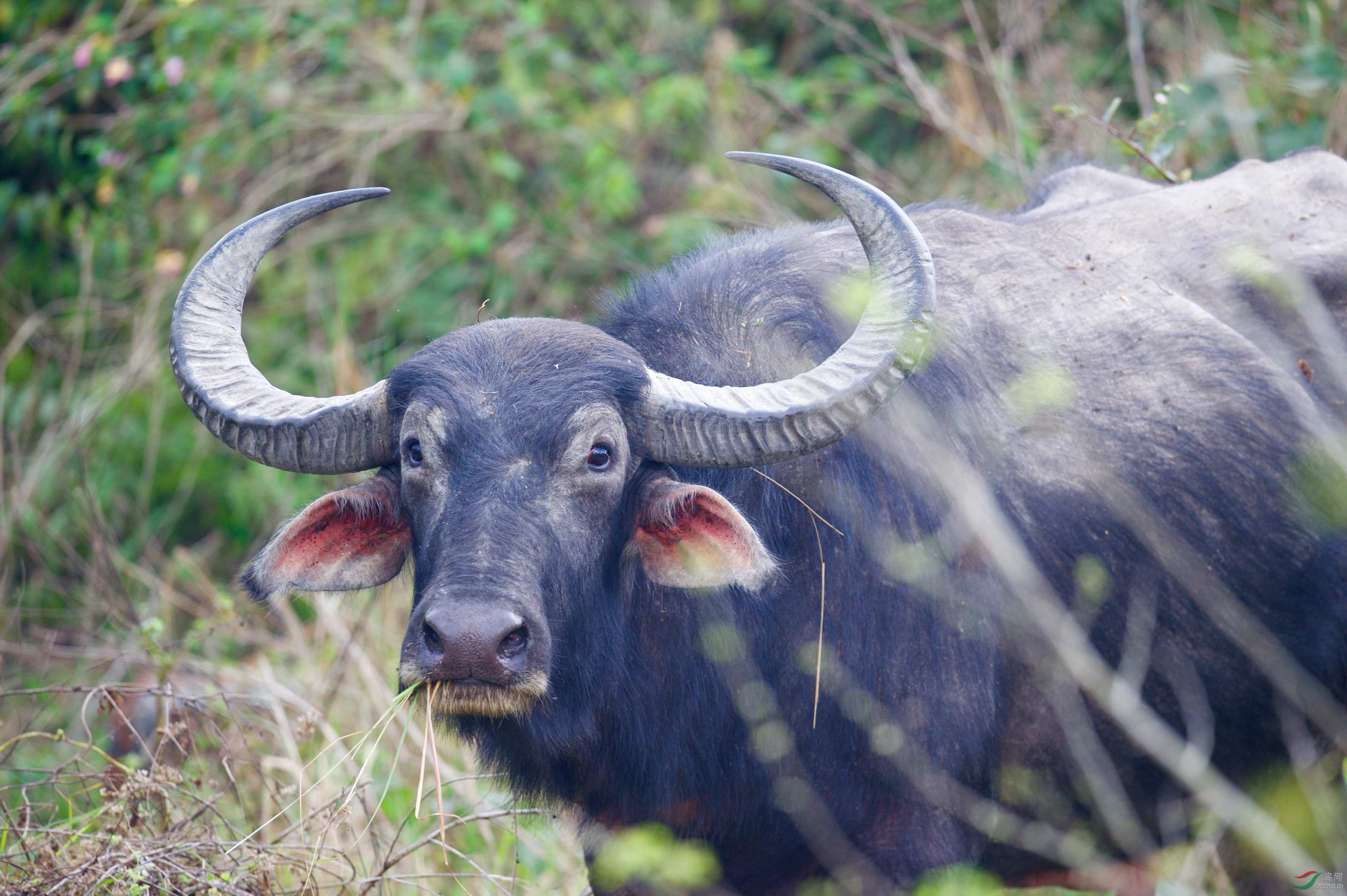 20米近距离玩命拍野牛尼泊尔喀什塔普原始森林