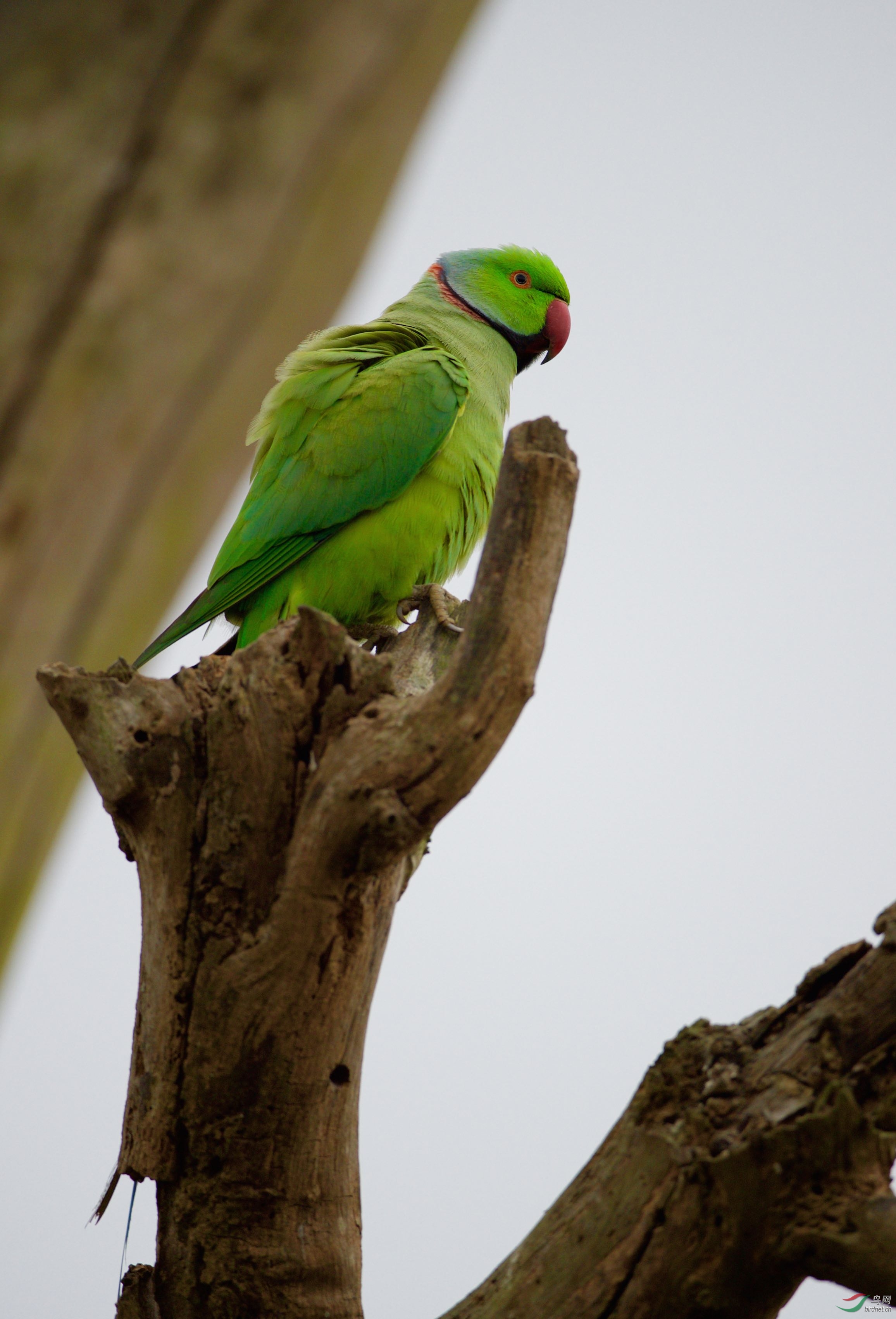 红领绿鹦鹉窝边雌雄祝鸟友周末快乐