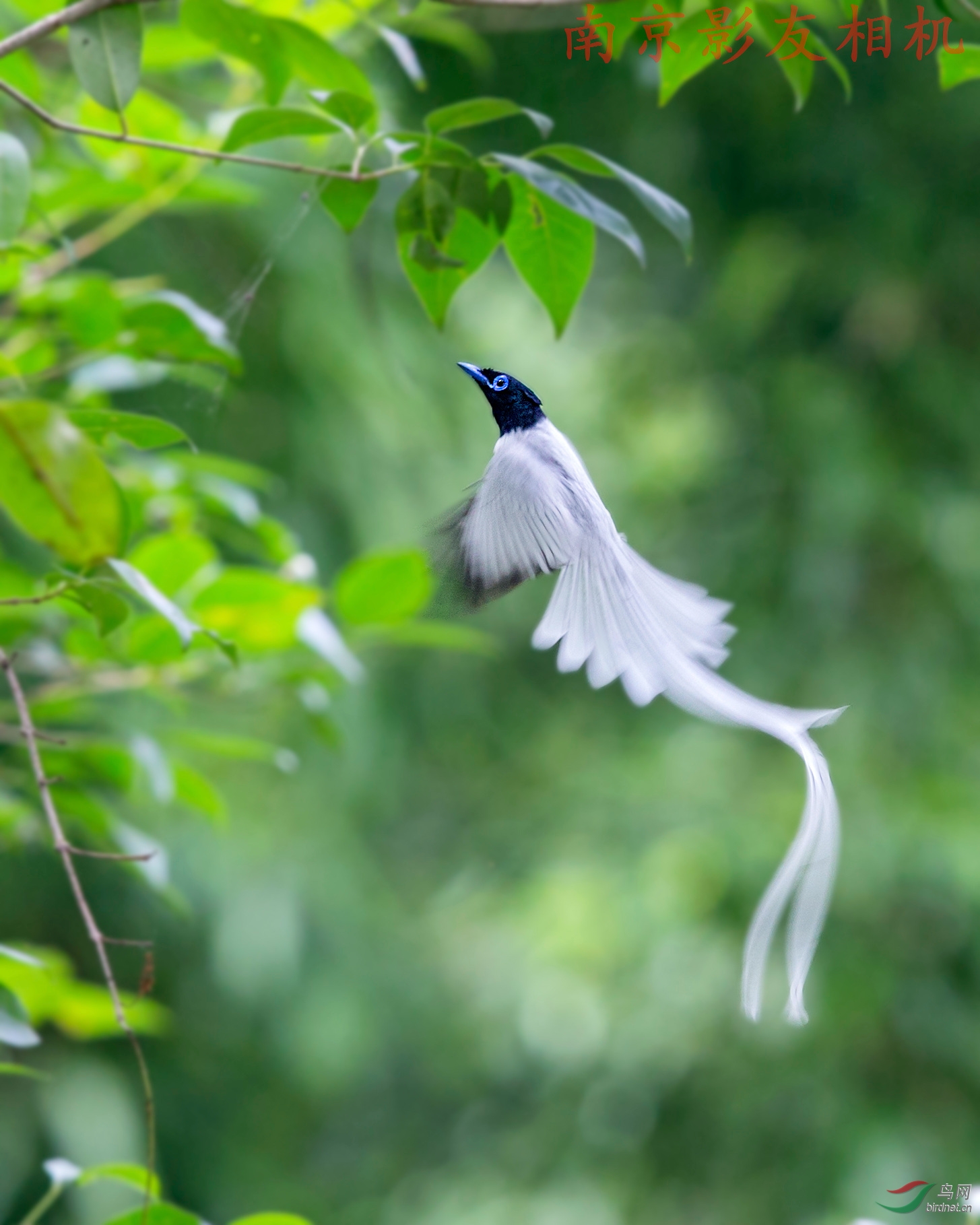 (寿带)飘逸的"白寿带"