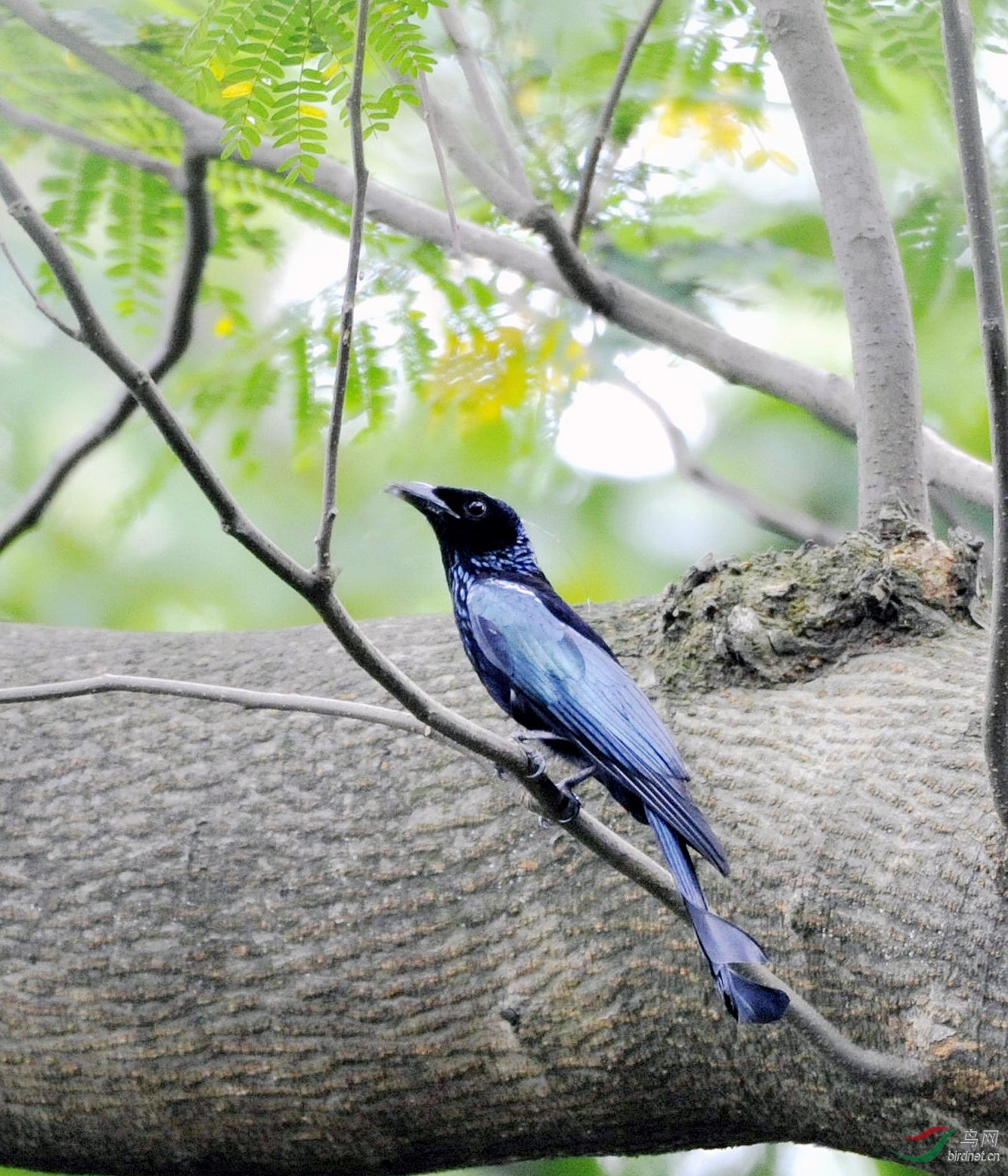 卷尾雀 - 广东版 guangdong 鸟网