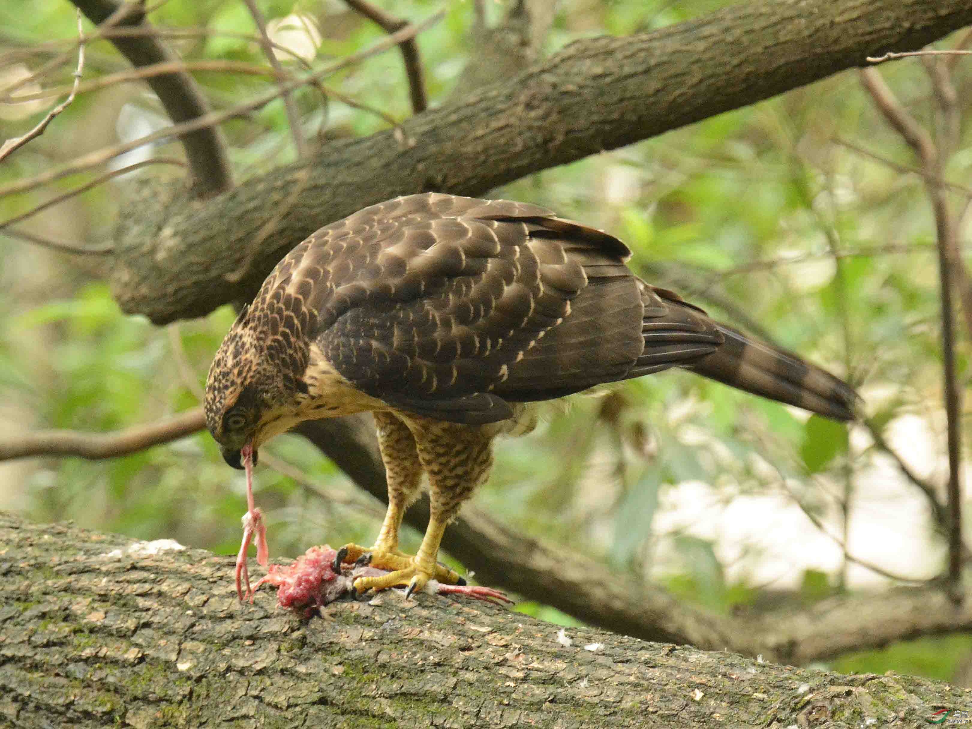 凤头鹰爱吃爪爪