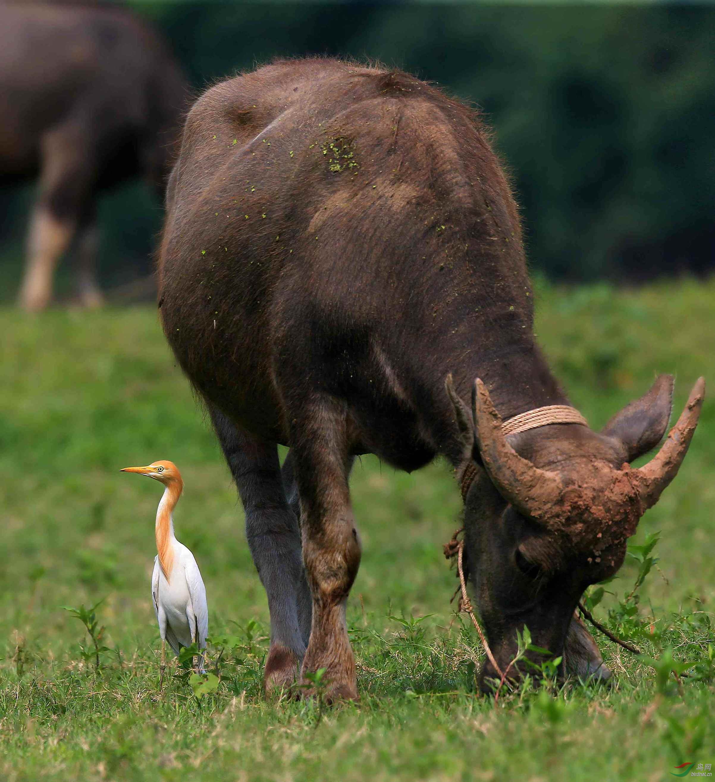 一组牛背鹭,祝北京版鸟友周日快乐.