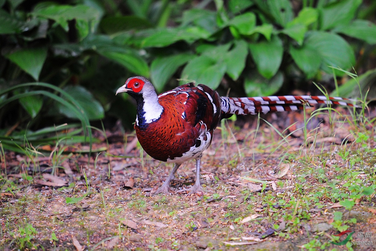记录版白颈长尾雉