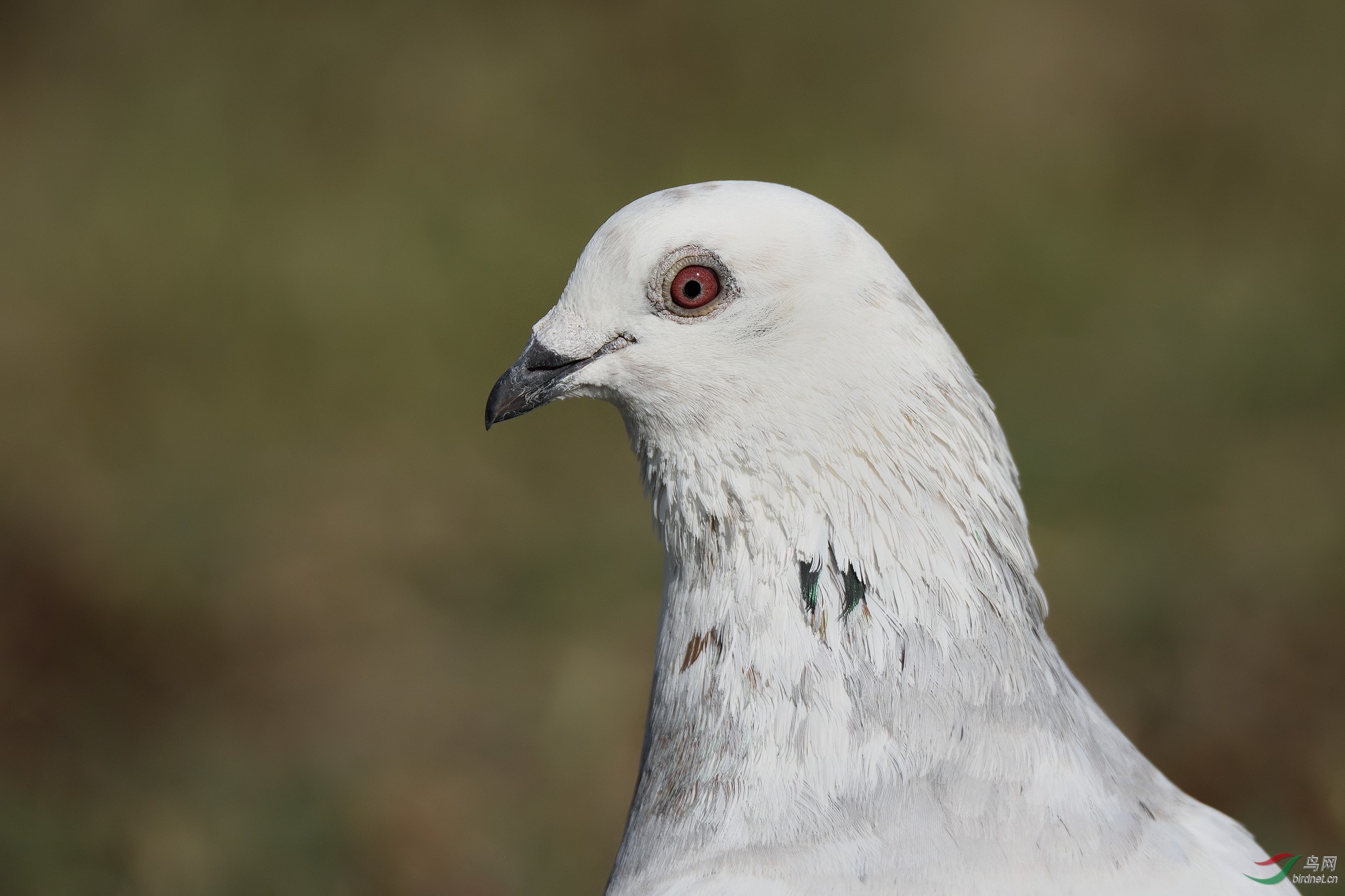 DSC_1366.jpg