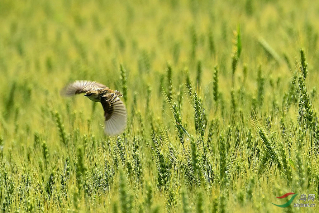芒芒--棕扇尾莺