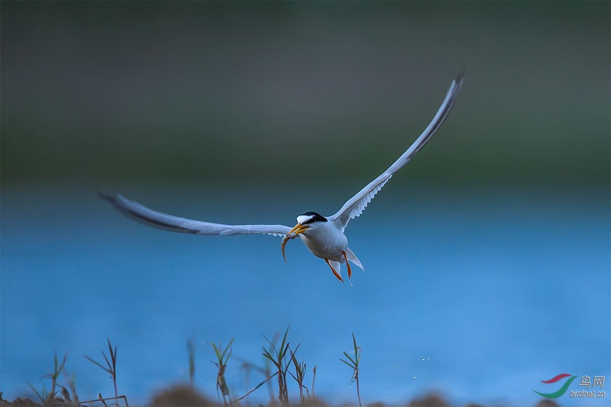 白额燕鸥系列一《空飞》