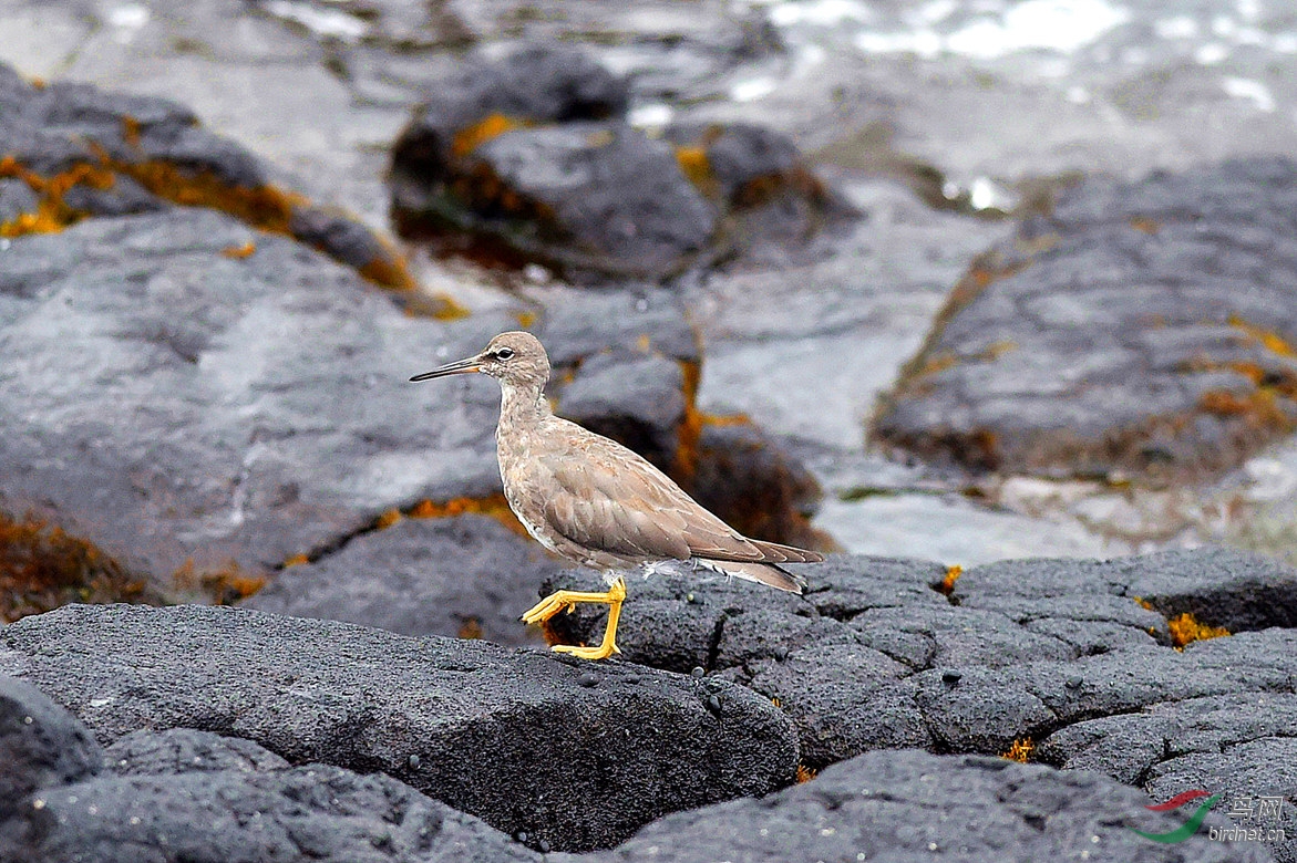 黑焦石上的黄脚鹬