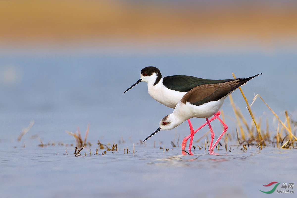 擂台赛窈窕修长之身的美女帅哥黑翅长脚鹬15