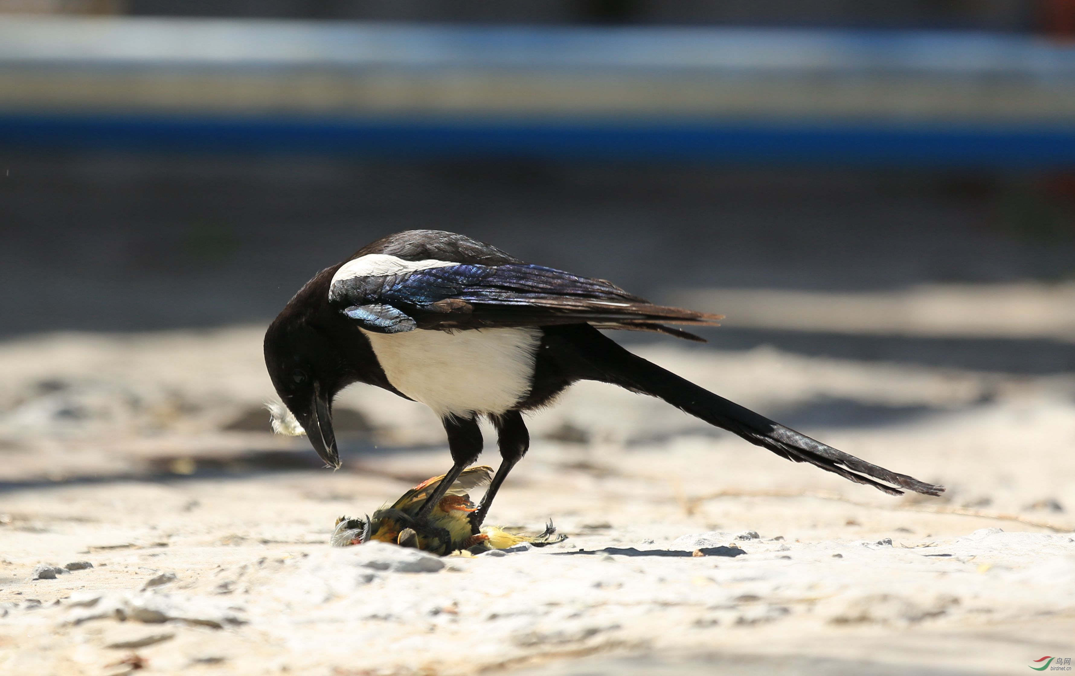 曾经记录的"放生"