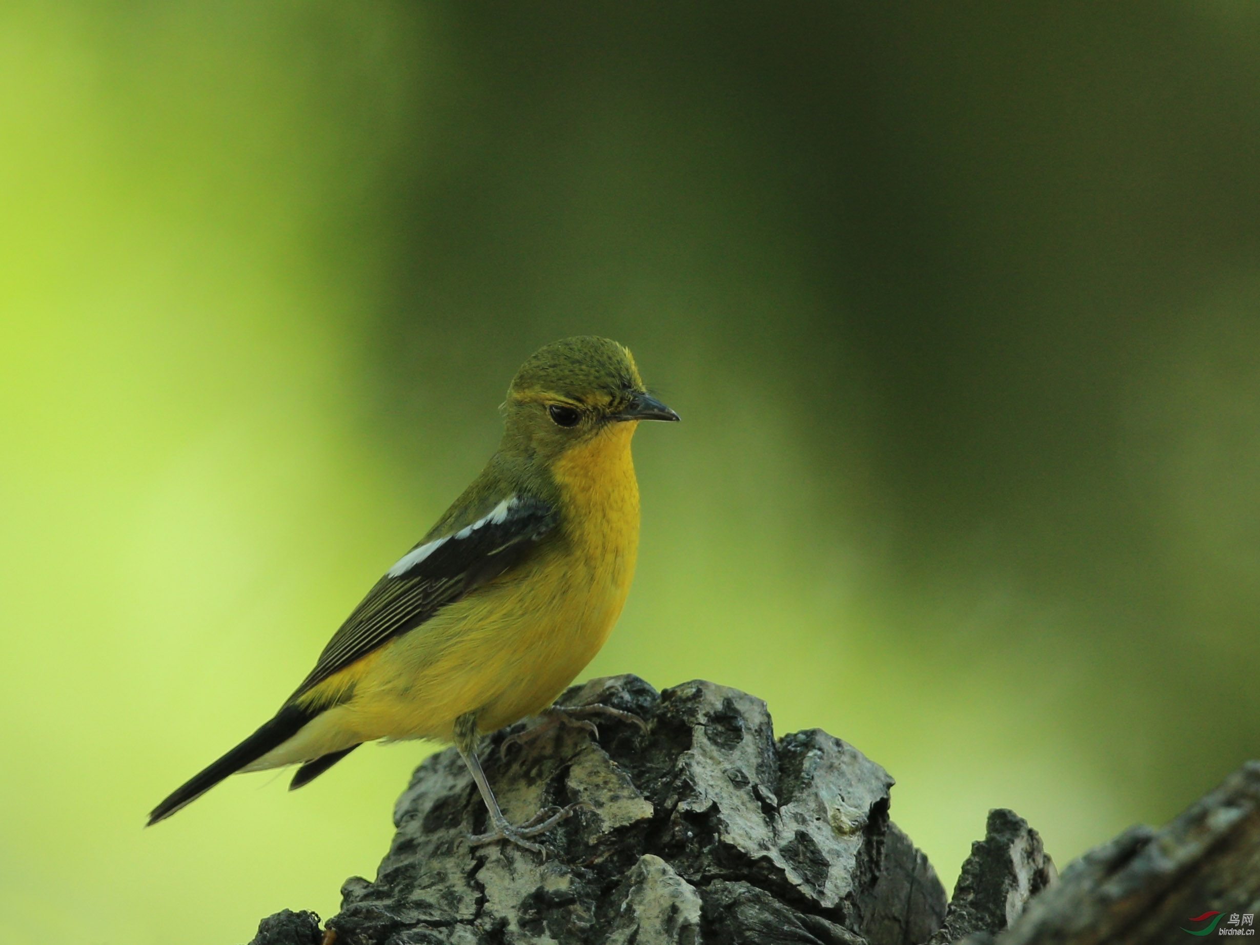 绿背姬鹟--农展