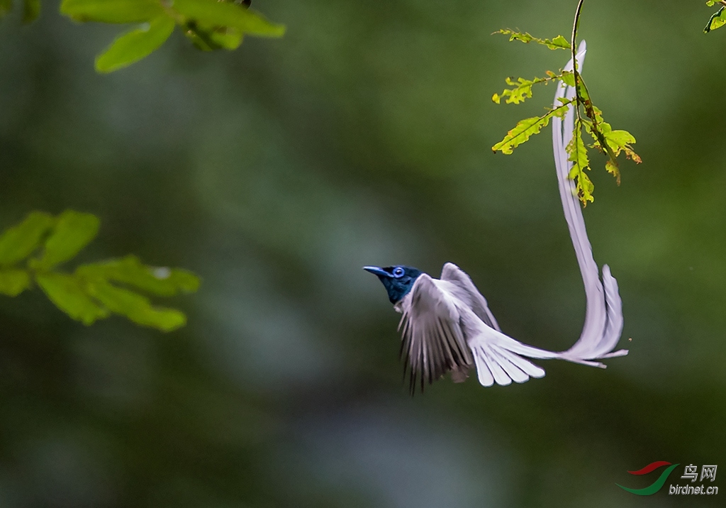 白衣仙子舞蹁跹
